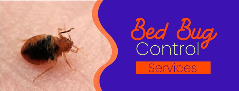 Bed Bug Control Brisbane