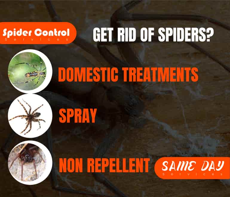 Get Rid Of Spiders
