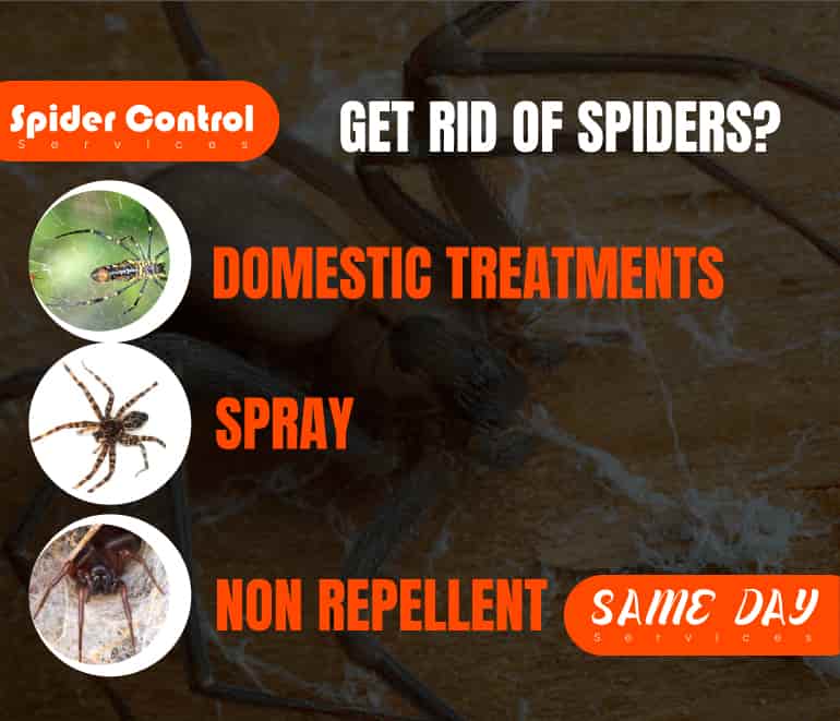 Spider Control Brisbane