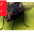 How to Get Rid of Houseflies?