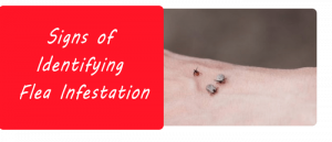 Signs of Identifying Flea Infestation