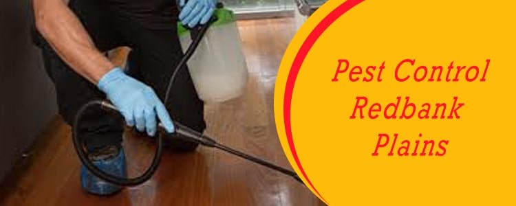 Pest Control Redbank Plains