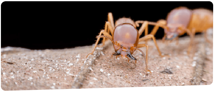 Termite Control Brisbane